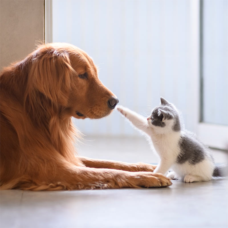ワールド動物病院とは