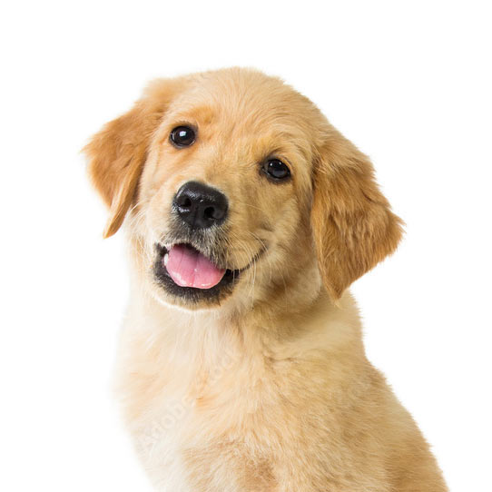 犬