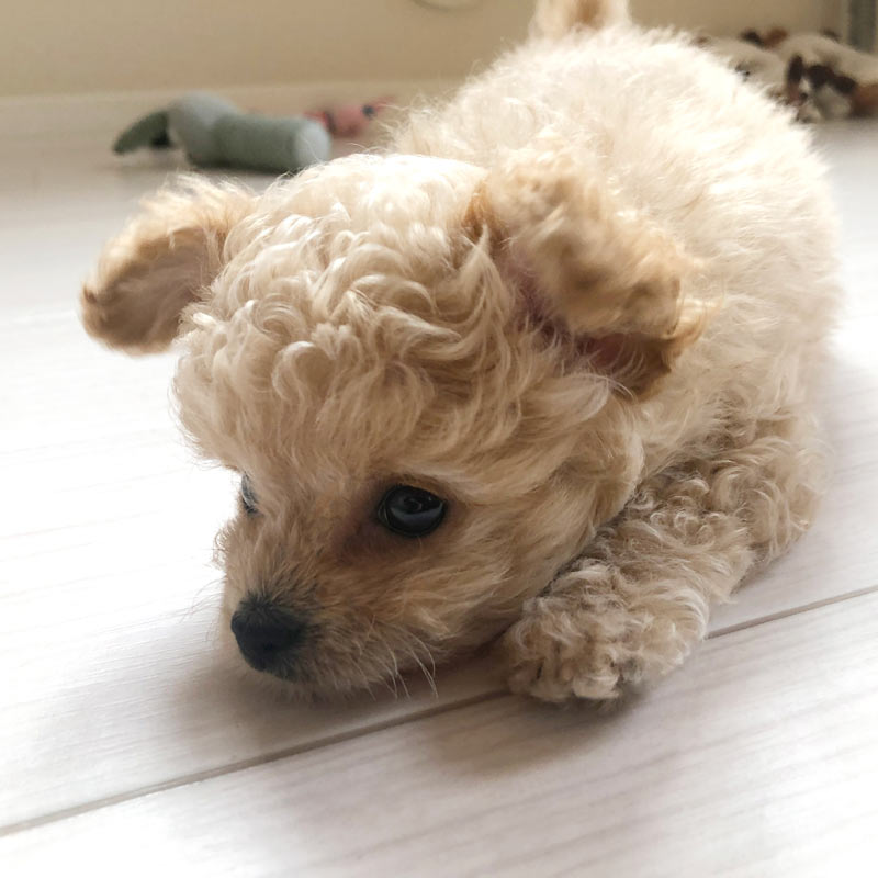はじめてペットを飼う方へ